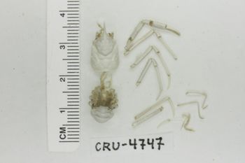 Media type: image;   Invertebrate Zoology CRU-4747 Description: Preserved specimen.;